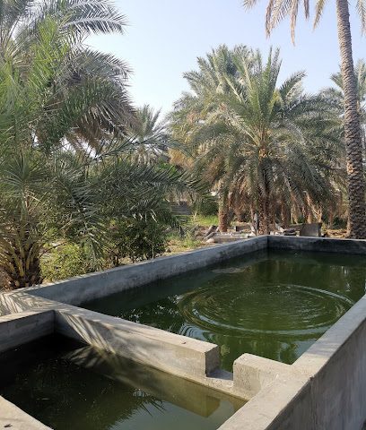 $1 - مسقط -