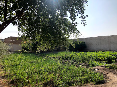 مزرعة الجبل بهلاء - بهلاء - +968 9933 2284