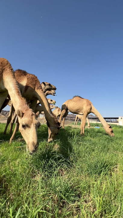 مزرعة بن مداد - Oman|Bilad Sayt|27R5+5X