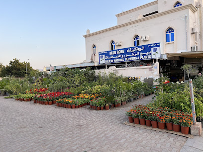 محل زهور الورد الأزرق الوردة الزرقاء لبيع الزهور والنباتات - مسقط - +968 9972 5719