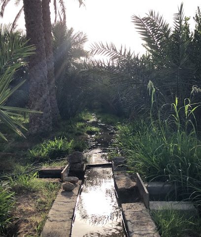 نخل النعمّة - البريمي -