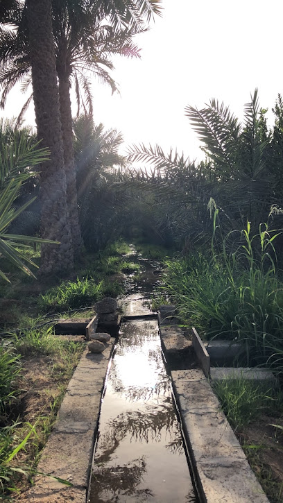 نخل النعمّة - Oman|Al Buraimi|6QXG+X7