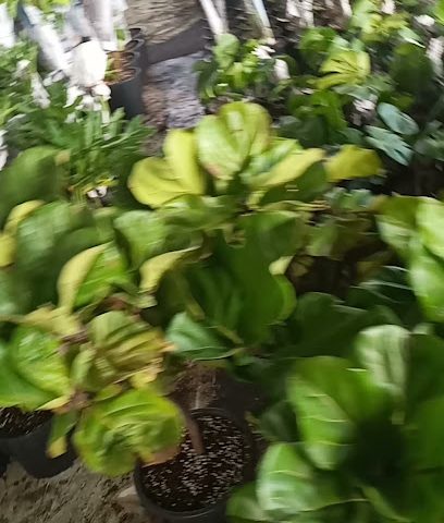 مركز حدائق المحراب - السيب -