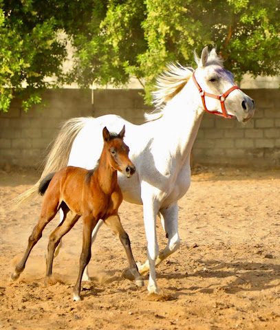 مربط الشهباء للفروسية - نزوى - +968 9793 1494
