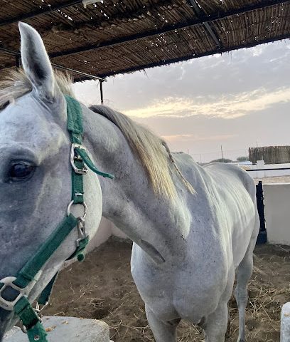 حقوق السحب الخاصة للخيول العربية -  - +968 9415 9167