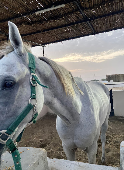 حقوق السحب الخاصة للخيول العربية - Oman|403|8 Sohar