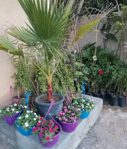 مشتل سراج مجان - نزوى - +968 9403 6090