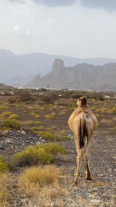 مزرعة فلج الفريضاء - Oman|Bilad Sayt|27Q6+R3